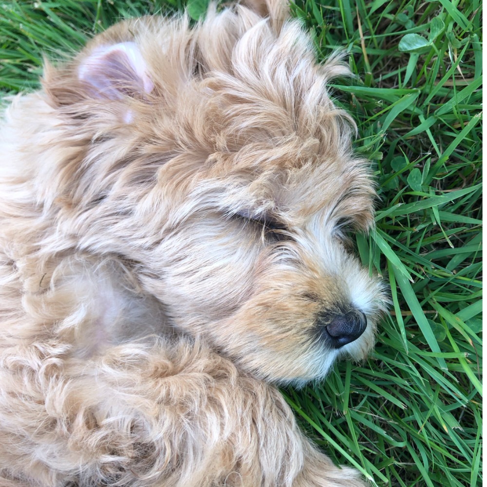 Meet your Posher, Annie